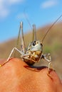 Green smiling grasshopper