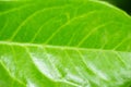Green smooth lick with highlights close-up. Natural background. Leaf texture Royalty Free Stock Photo