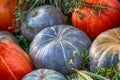 Green smooth pumpkin stands among orange vegetables close-up