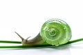 Green Snail walking on aloe vera isolated on white background. Cosmetics and body care concept. Generative ai Royalty Free Stock Photo