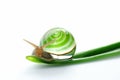 Green Snail walking on aloe vera isolated on white background. Cosmetics and body care concept. Generative ai Royalty Free Stock Photo