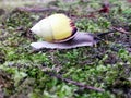 Green snails are rare snails found in Central Kalimantan, specifically in Barito district