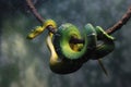 Green snake emerald tree boa Royalty Free Stock Photo