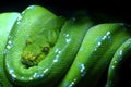 Green snake