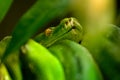 Green snake