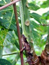 A green snake bites a frog on the tree.