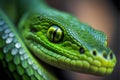 Green snake on a black background. Close-up, macro. Royalty Free Stock Photo