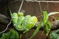 Green snake on a branch