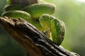 Green snake on a branch Royalty Free Stock Photo