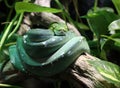 Green snake on branch Royalty Free Stock Photo