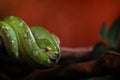 Green snake on branch tree, green tree python (Morelia viridis) is a beautiful rare breeds wildlife