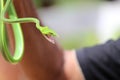Green snake captured perfectly