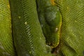 Green snake in close-up view to the eye Royalty Free Stock Photo