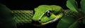 Green snake coiled around tree branch. Place for text