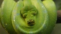 Green Snake coiled up on a branch Royalty Free Stock Photo