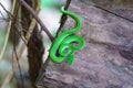 green snake coiling resting on tree branch, Large-eyed Pit Viper or Trimeresurus macrops Royalty Free Stock Photo