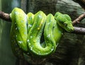 Green snake Royalty Free Stock Photo