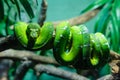 Green snake curled up on branch Royalty Free Stock Photo