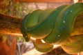 Sleeping snake on a branch Royalty Free Stock Photo