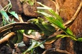 Green snake curled up and sleeping on the tree branch. Royalty Free Stock Photo