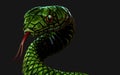 Green snake on dark black background with clipping path. Royalty Free Stock Photo