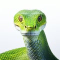 Realistic 3d Green Snake Render With Intense Coloration