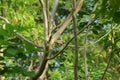 a green snake eating a frog in a tree. This snake is not venomous shoot on clear day Royalty Free Stock Photo