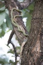 The green snake eating lizard