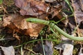 Green snake in the leaves