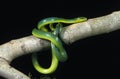 Green Snake, opheodrys major, Adult standing on Branch against Black Background