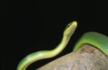 Green Snake, opheodrys major, Adult standing on Branch against Black Background