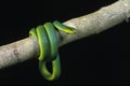 Green Snake, opheodrys major against Black Background