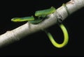 Green Snake, opheodrys major against Black Background