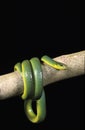 GREEN SNAKE opheodrys major COILED ON BRANCH AGAINST BLACK BACKGROUND Royalty Free Stock Photo