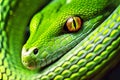 Green snake, python close-up Royalty Free Stock Photo