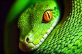 Green snake, python close-up Royalty Free Stock Photo