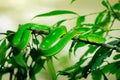 Green snake in rain forest