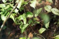 Green snake in rainforest