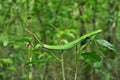 Green snake resting on tree after eat pre