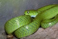 Green snake on the rock, dangerous for people Royalty Free Stock Photo