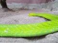 Green Snake