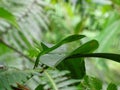 Green Snake Sri Lanka