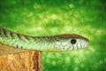 Green Snake