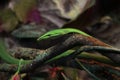 Green snake on a tree