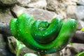 Green snake in a tree branch