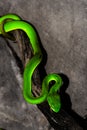 Green snake on tree branch.