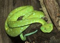 Green Snake Royalty Free Stock Photo