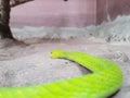 Green Snake