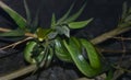 Green snake wrapped around a branch, staring at the camera