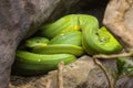 Green Snakes Royalty Free Stock Photo